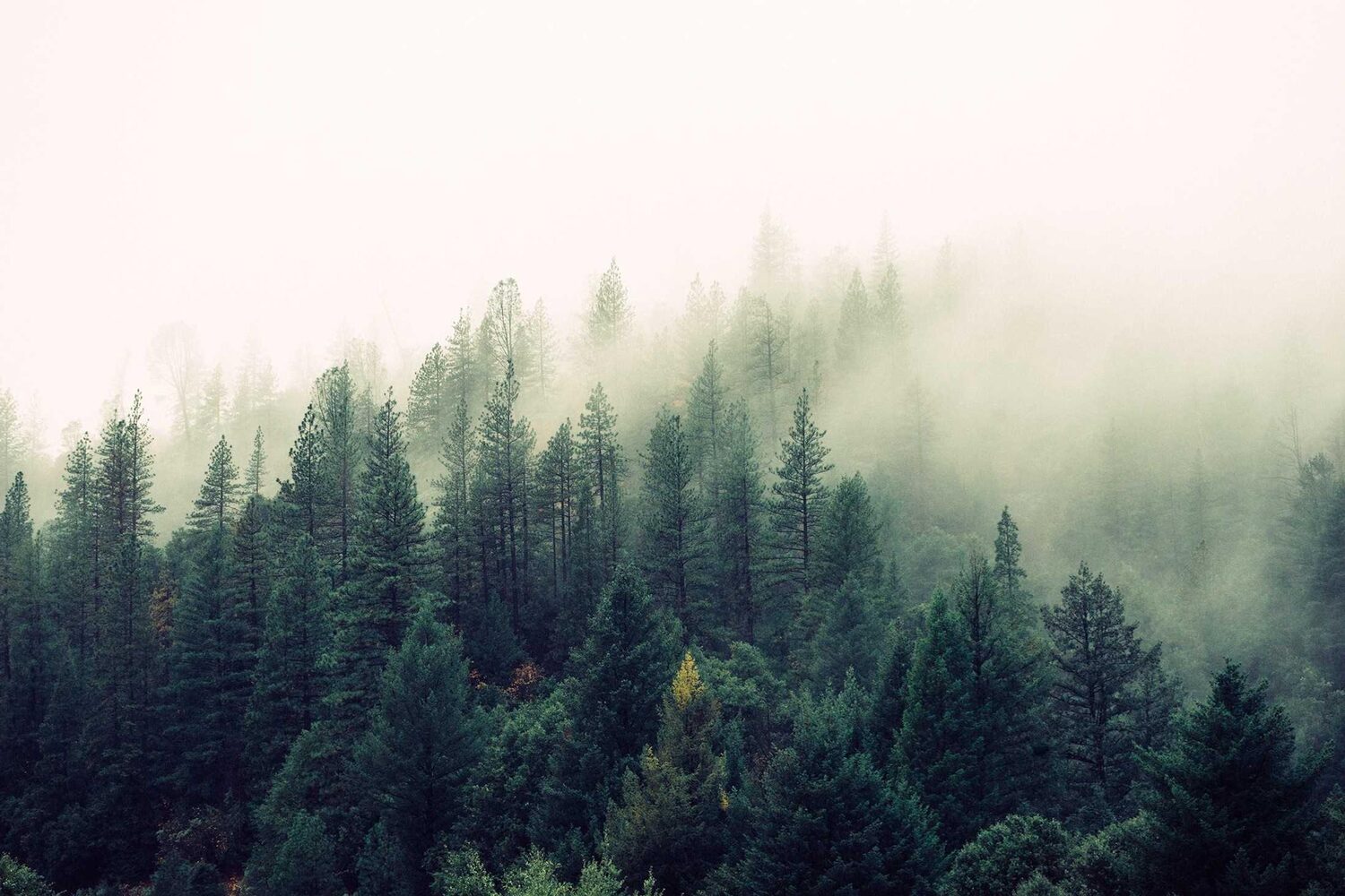 Fog drifting over a pine forest