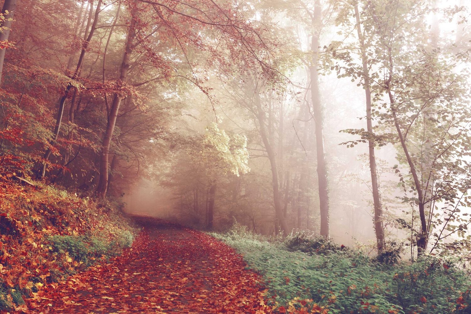 Misty autumn forest path